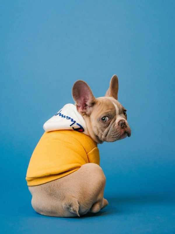 karsten-winegeart-oU6KZTXhuvk-unsplash